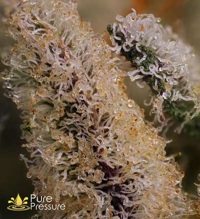 26716442 cannabis hash flower trichomes purepressure rosin trichomes grande 10av0bw00000000000001o